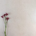 600 x 600mm Novastone Pearl