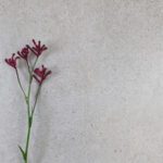 Novastone Grey Lappato 600 x 600mm Tile