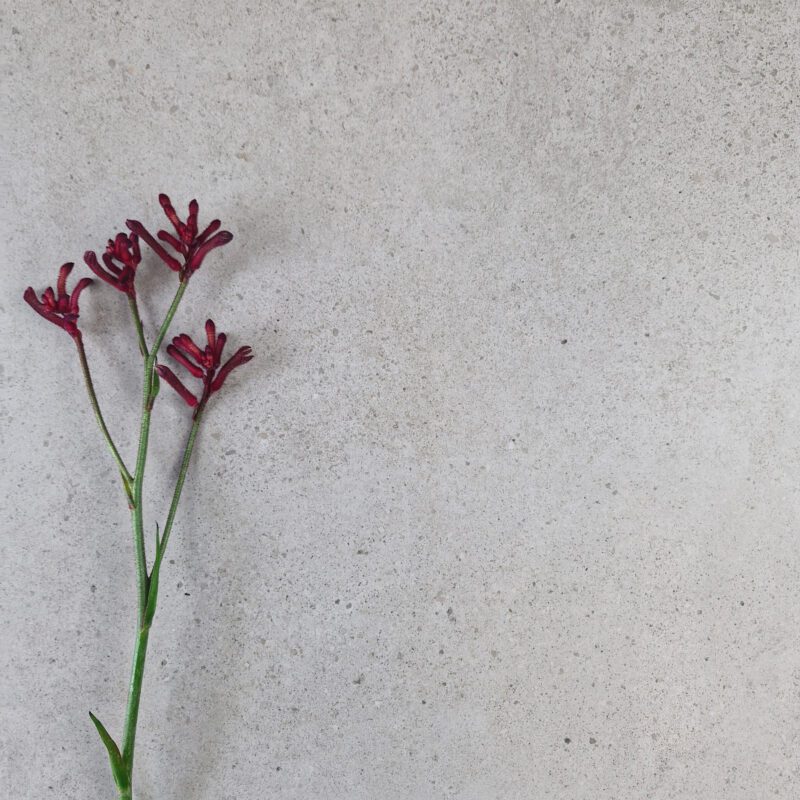 Novastone Grey Lappato 600 x 600mm Tile