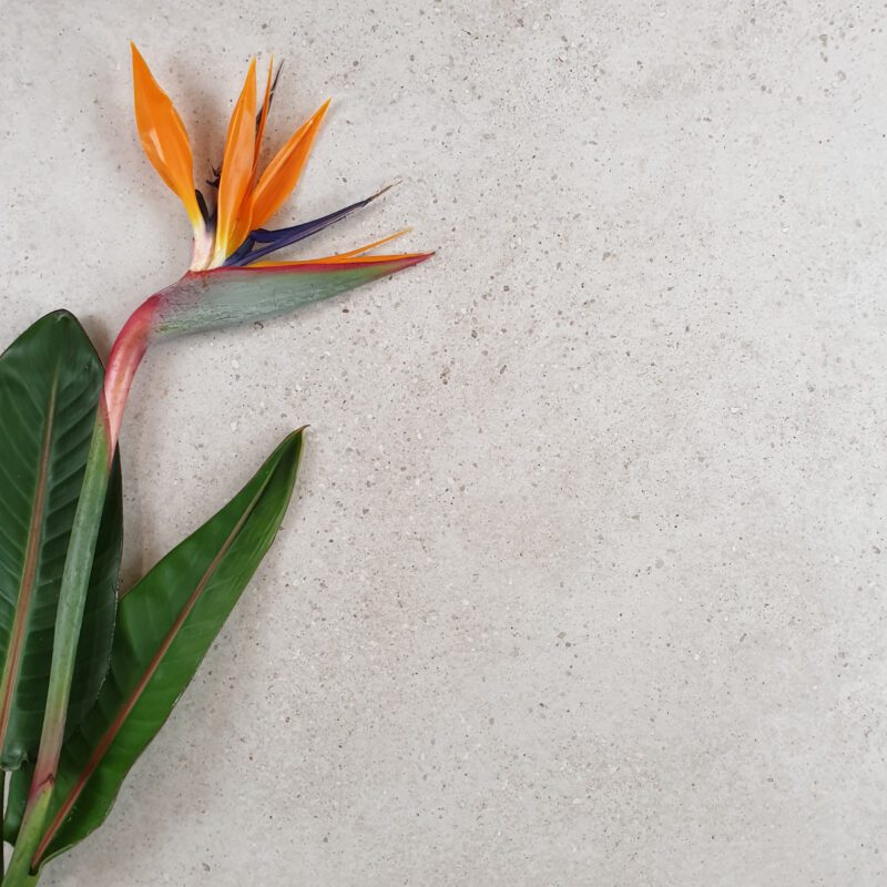 Novastone Pearl Matt